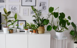 Rośliny doniczkowe, czyli witajcie w miejskiej dżungli