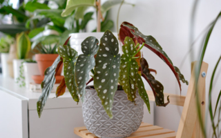 6 moich ulubionych roślin domowych