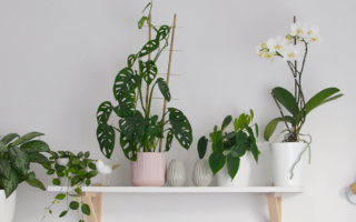Jak kupować rośliny domowe?