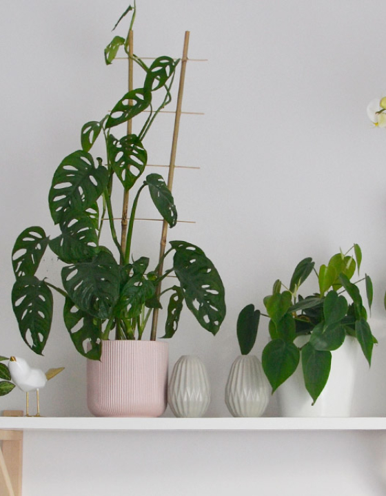 Jak kupować rośliny domowe?