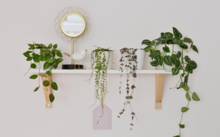 Rośliny doniczkowe zwisające – pnące rośliny w moim domu