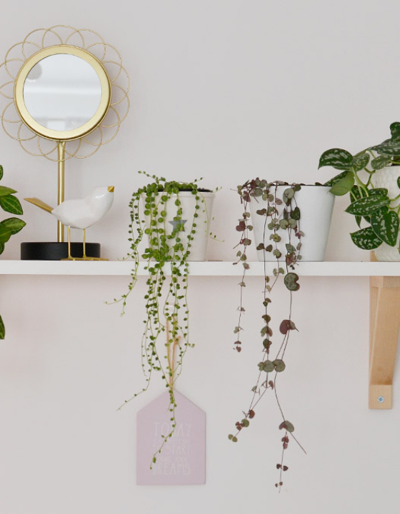 Rośliny doniczkowe zwisające – pnące rośliny w moim domu