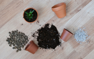 5 praktycznych rad jak przesadzać rośliny