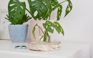 Monstera Monkey Mask – ukorzenianie w wodzie