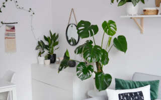 Monstera dziurawa – Jak uprawiać? Wymagania i pielęgnacja