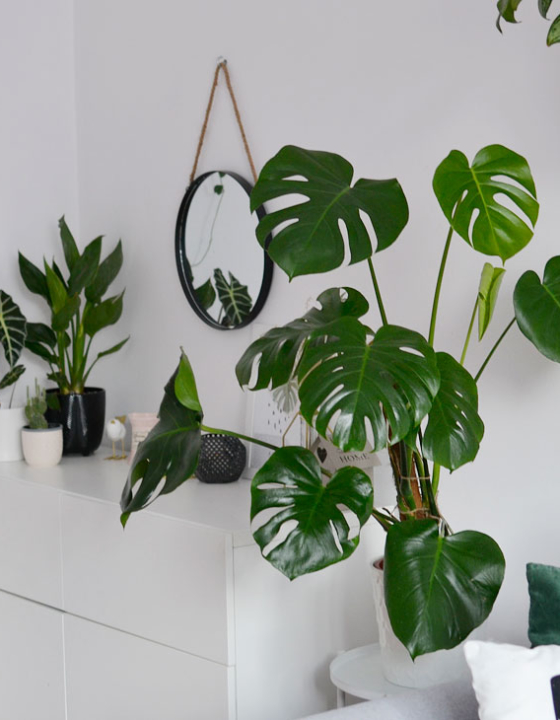 Monstera dziurawa – Jak uprawiać? Wymagania i pielęgnacja