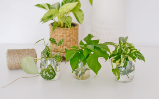 Jak ukorzeniać rośliny w wodzie?