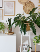 Szybkie placki jogurtowe na obiad lub przekąskę