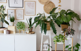 Jak urządzić domową dżunglę – rośliny w moim salonie