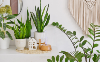 Jak stosować i dyfuzować olejki eteryczne?